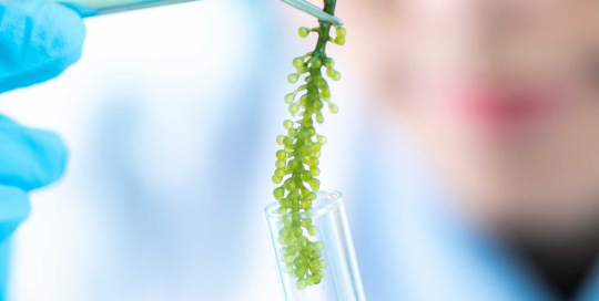 Microalgae