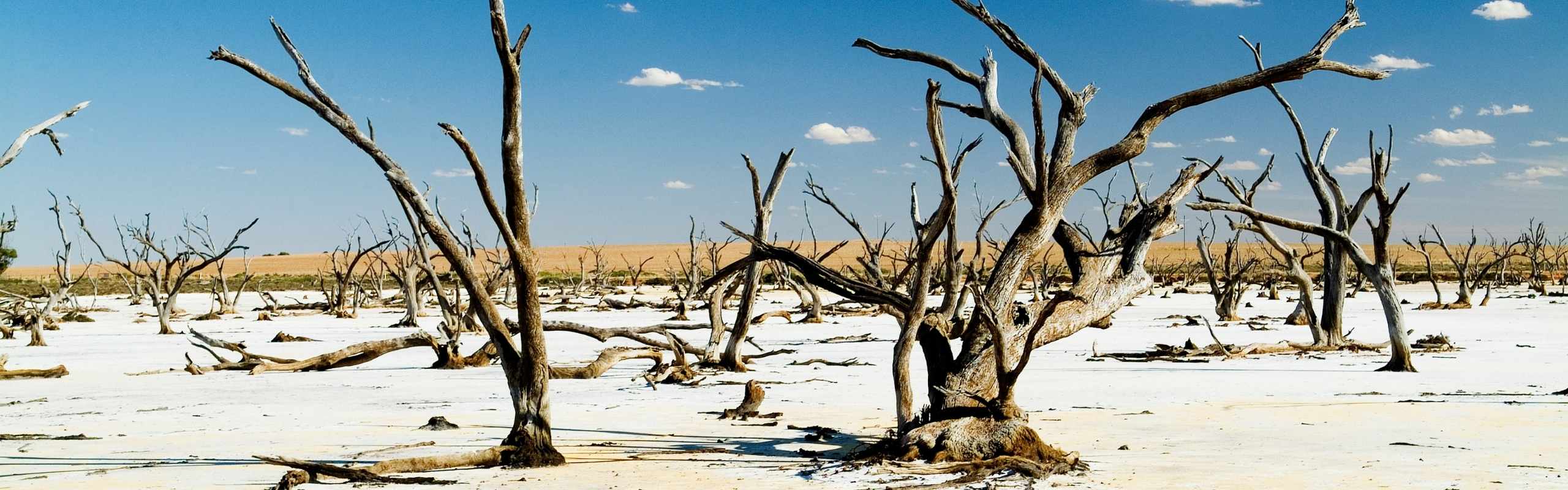 Desert with dead trees
