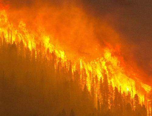 5 actions the world must take to mitigate heat waves and wildfires