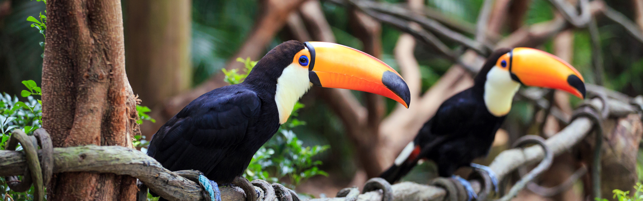amazon forest toucan